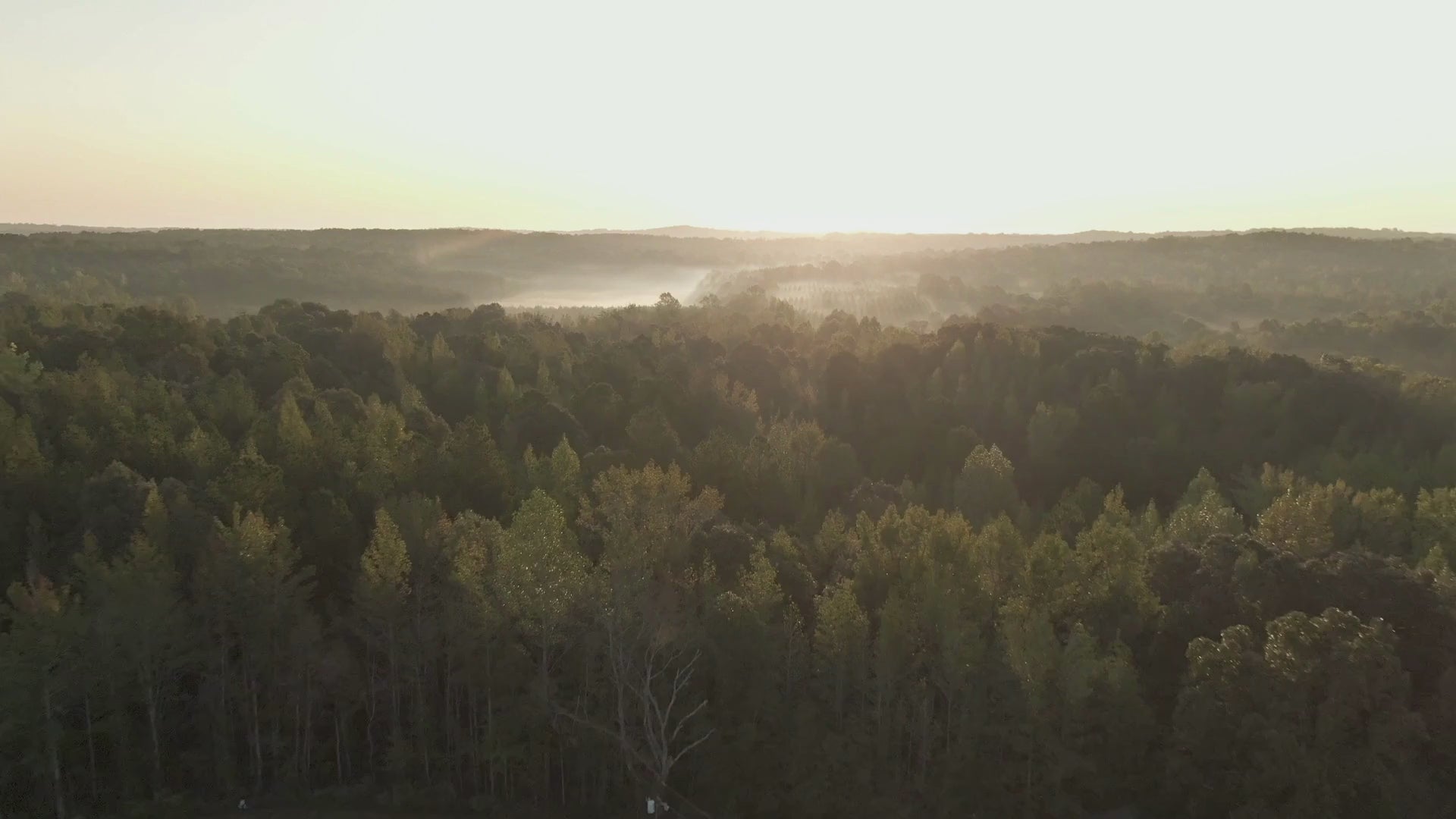 Video laden: Video by James Cheney showing drove footage of a forest in Germany: https://www.pexels.com/video/drone-footage-of-a-dense-forest-3177845/